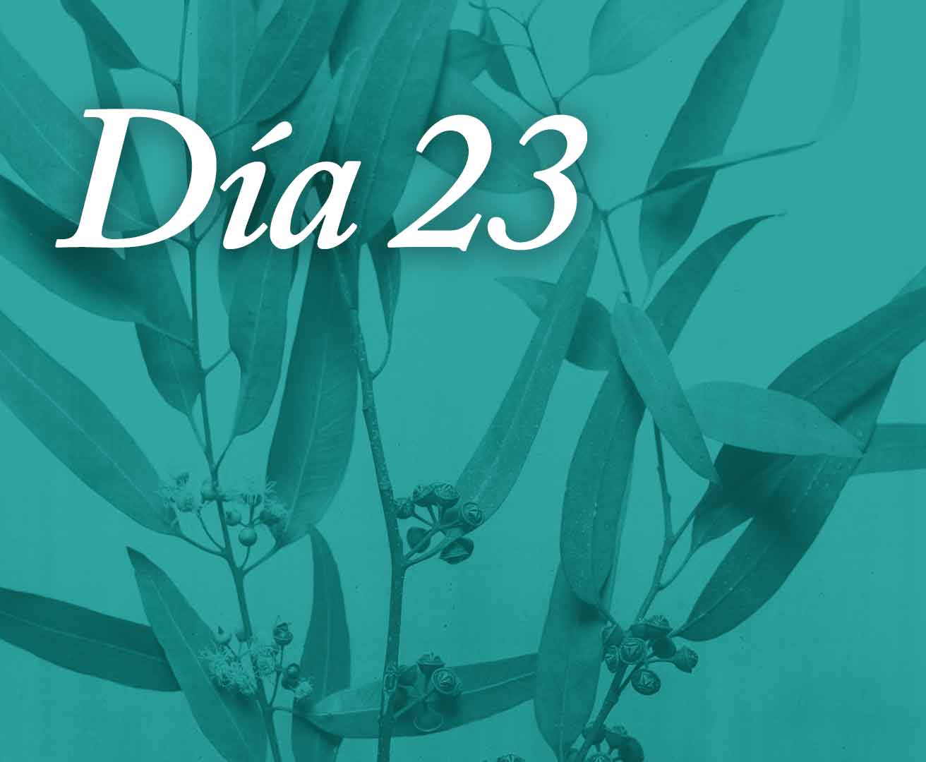 Día 23: Sostenernos en el silencio